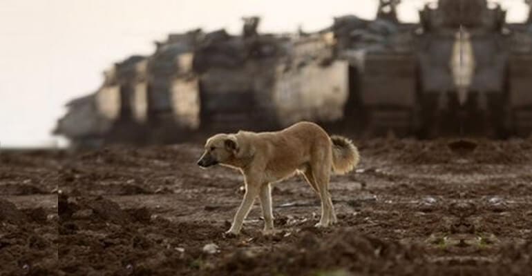 AFP Goes to the Dogs