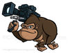 Gorilla Gorilla