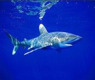 Egyptian Shark Attack: Jews Not Jaws?
