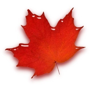 maple leaf