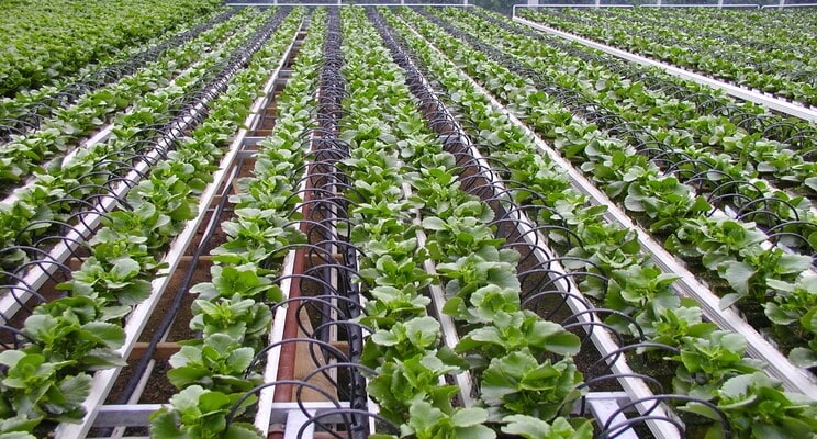 Financial Times: Israeli Plants Guilty of “Colonization”