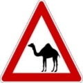 Mideast Narratives Done In By Camels