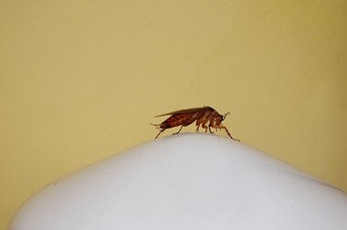 Sharon and the Wrong “Drugged Cockroach”