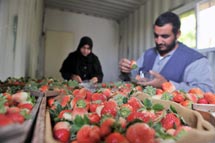 UNRWA Report: Intentionally Painting a Bleak Picture
