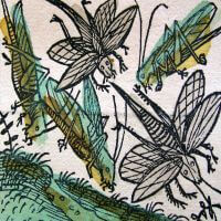 locusts