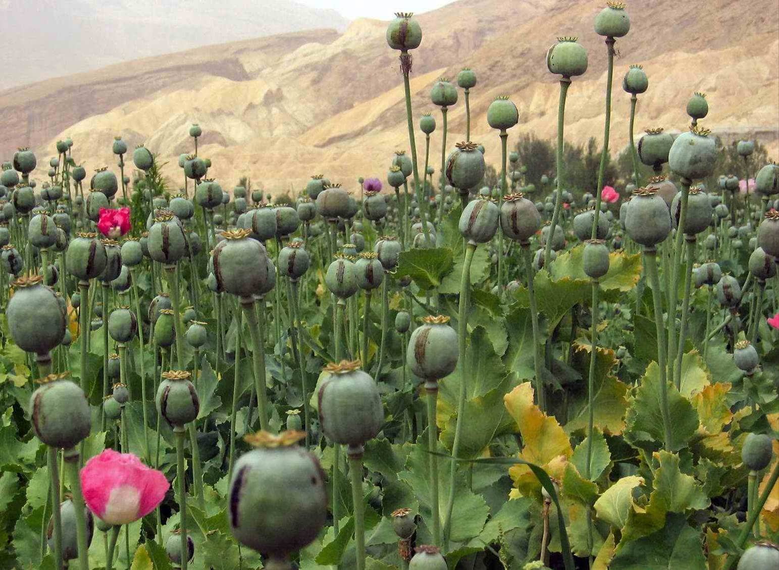 opium