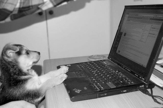 puppy