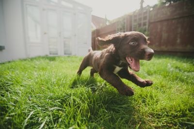 puppy