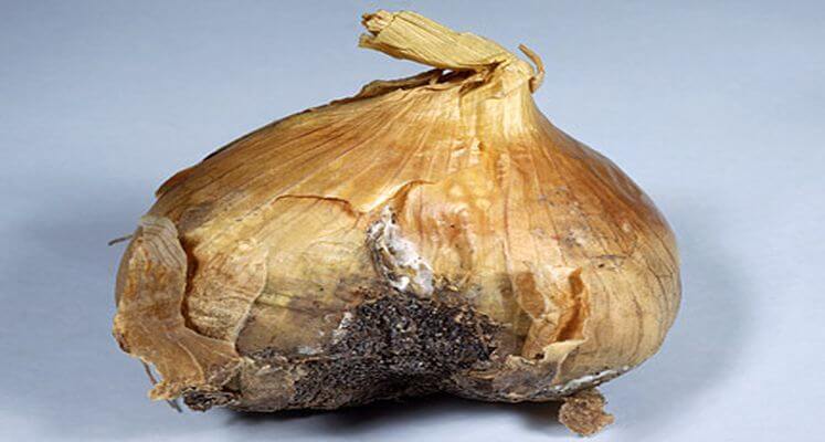 The Rotten Onion: When Parody Crosses the Line