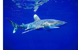 Egyptian Shark Attack: Jews Not Jaws?