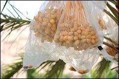 Jordan Valley dates