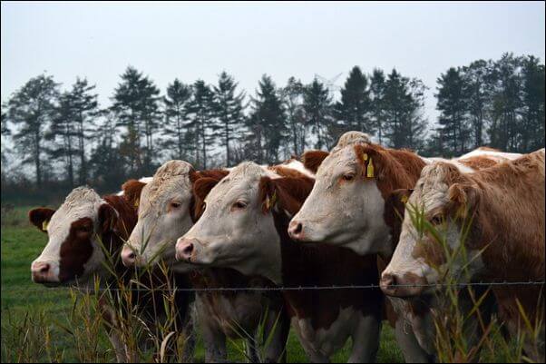 beef cattle