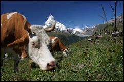 Swiss cow