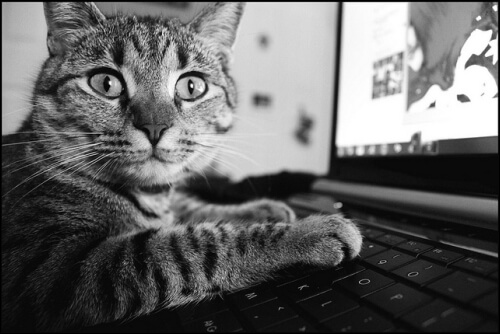 typing cat