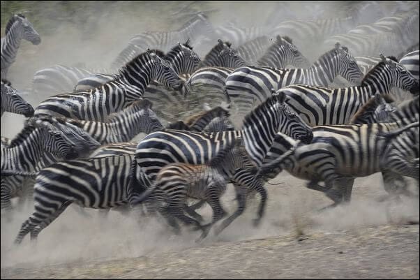 Serengeti
