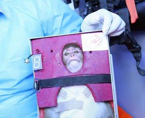 Iranian astro monkey Iranian astro monkey
