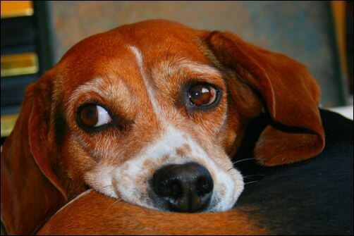 dog