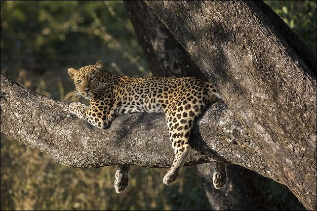 leopard