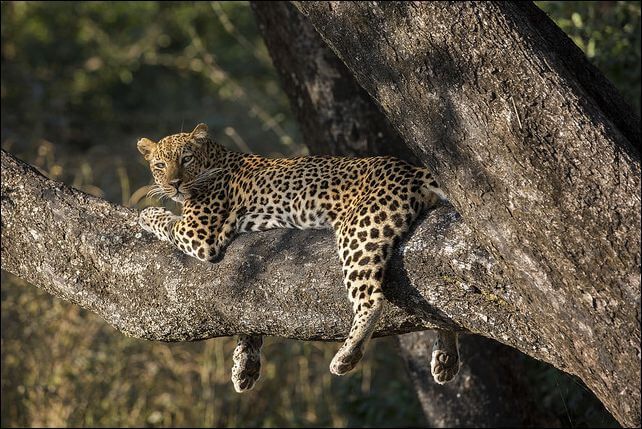 leopard