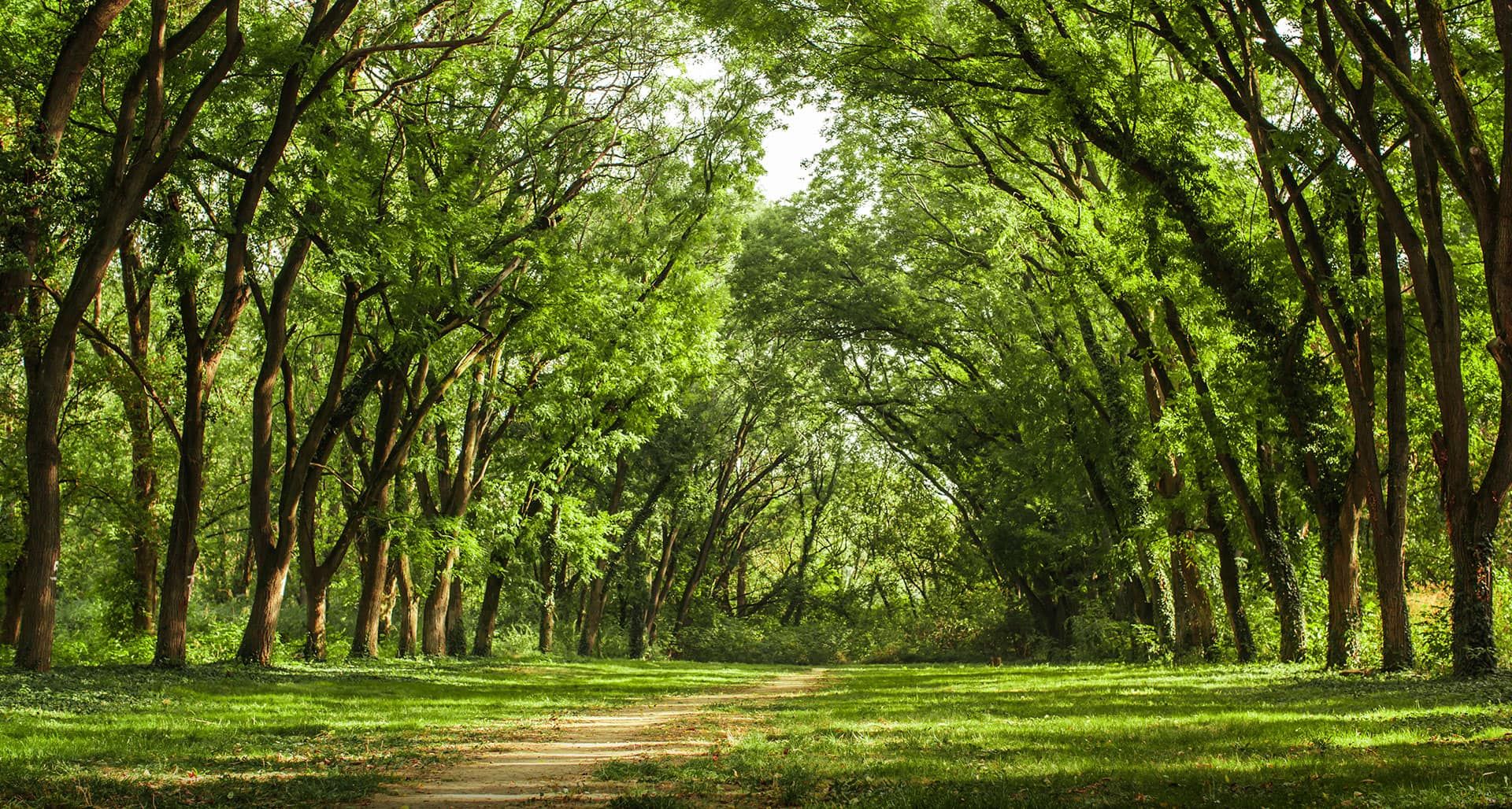 Environment